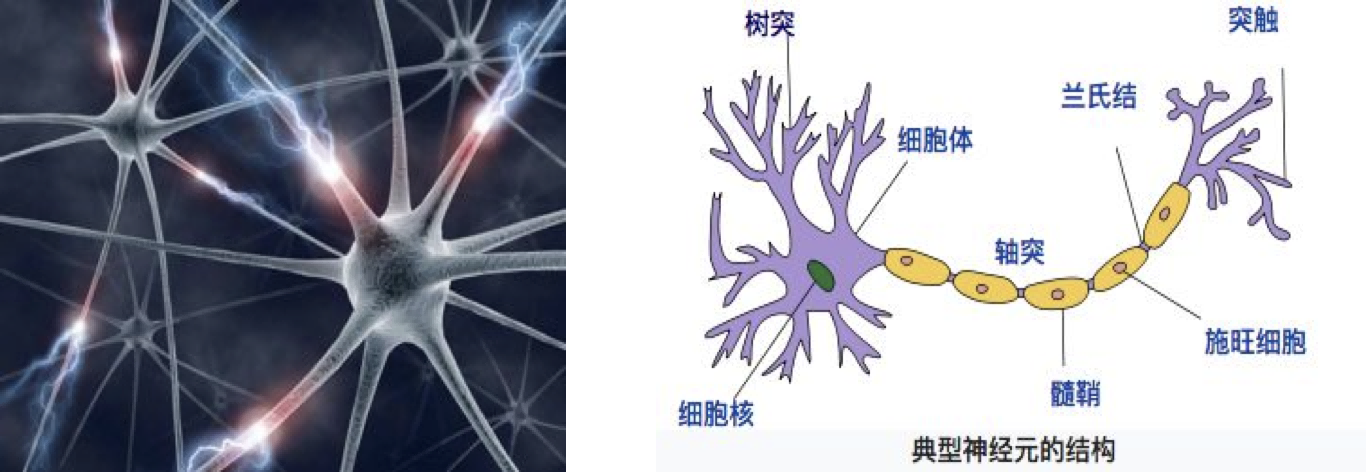 Neuron